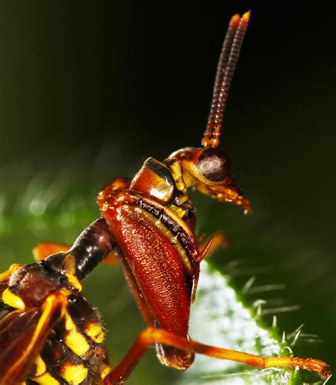 nature mantisfly strange insect