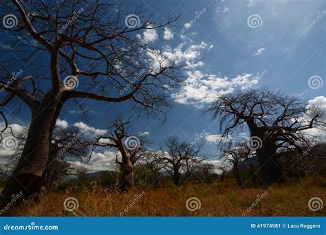 baobab valley great ruaha river tanzania stock image image  parks