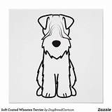 Terrier Wheaten Coated sketch template