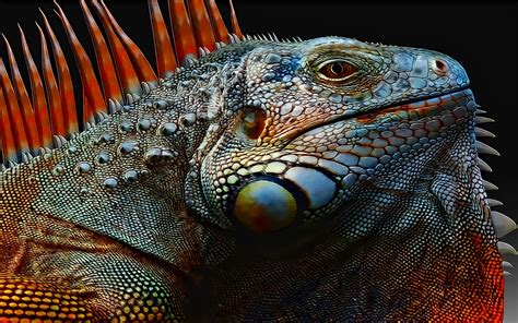Iguana Hd Wallpaper Background Image 2560x1600 Id