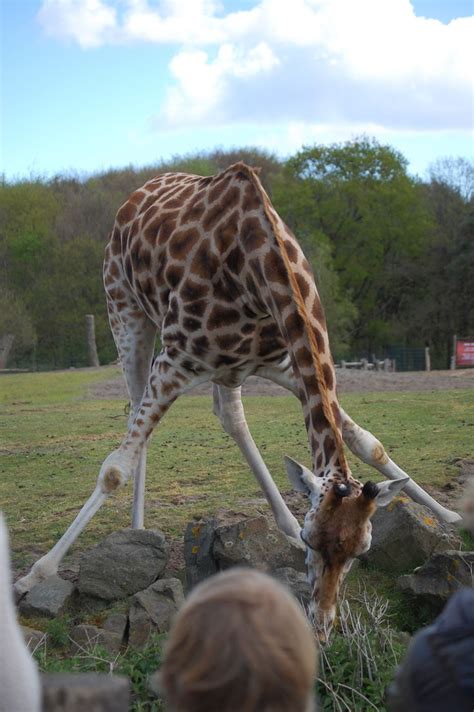 beekse bergen giraffe animals
