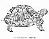 Tortue Tartaruga Adulti Adulte Vecteur Vettore Degli Libro Tortoise Adultes Royalty Turtle Parfait Disegno Marina Unico Tigre sketch template