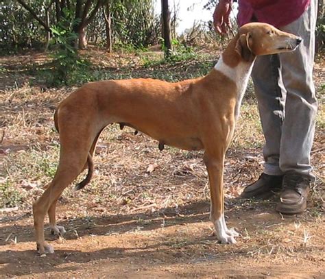 pariah   noble dog breeds  india pethelpful