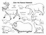 Mammals Yukon Nunavut Canadian Territory Northwest Territories Coloring Canada Color Exploringnature sketch template
