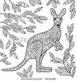 Coloring Kangaroo Wallaby Adult Vector Illustration Animal Colouring Pages Shutterstock Stock Designlooter Australian Animals Visit 94kb 470px Sketch Preview sketch template