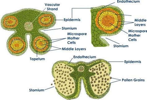 explain  transverse section  young anther   labelled diagram