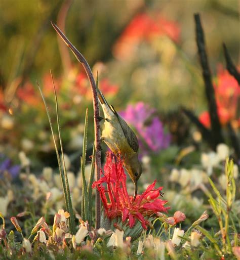 Bird Pollinated Plant Mixes It Up When It Comes To Sex