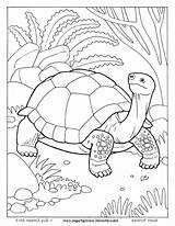 Galapagos Tortoise Coloring Pages Land Getdrawings Color Printable Getcolorings sketch template