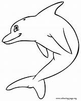 Dolphin Coloring Template Jumping Friendly Dolphins Cartoon Print Drawing Templates Colouring Color Pages Animal Mermaid Printable Little Popular Clipartmag Gif sketch template