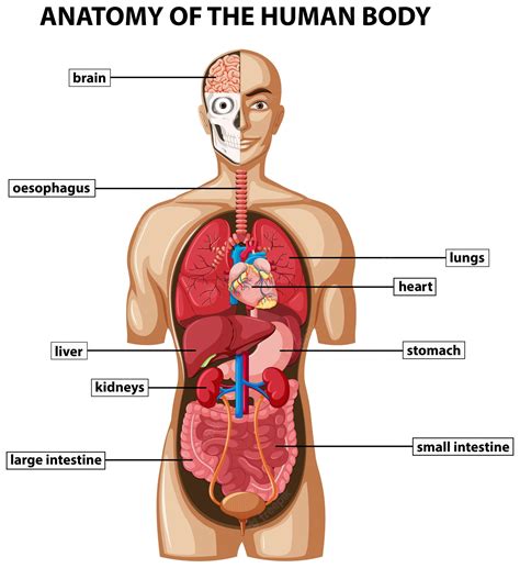 human liver diagram human body