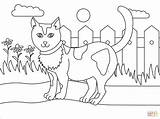 Katze Ausmalbild Katzen Ausdrucken Kostenlos Malvorlage Druckvorlage Ausschneiden Silhouette sketch template