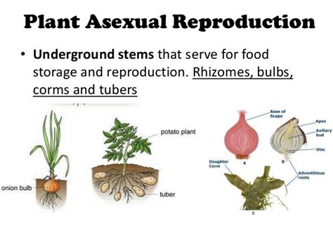 pmr form 3 science chapter 4 plant reproduction