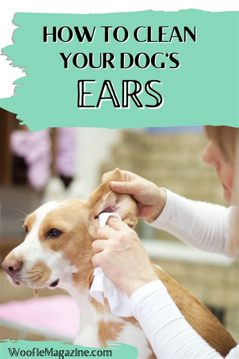 clean  dogs ears  cleaning tips woofie magazine