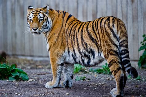 filecaptive siberian tiger copenhagen zoo denmarkjpg wikipedia