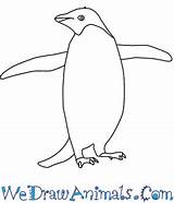 Penguin Adelie Coloring Drawings 350px 74kb sketch template