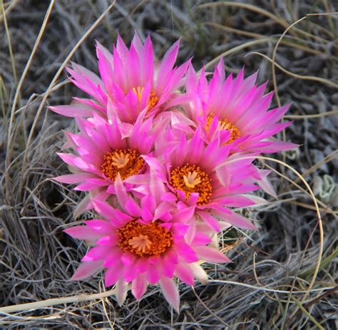 stephen bodios querencia cactus flower