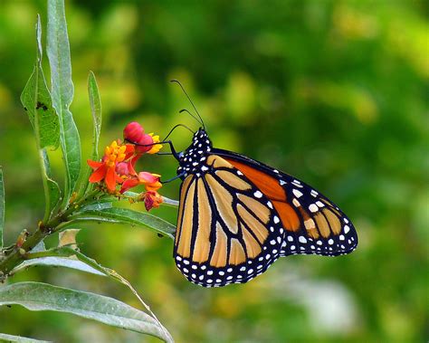 common backyard butterflies birds  blooms