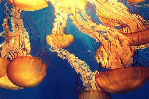 beautiful  amazing aquatic life   jotform blog