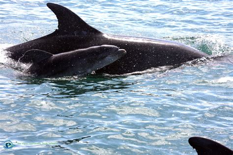 sea  foundation bottlenose dolphin calf spotted feeding