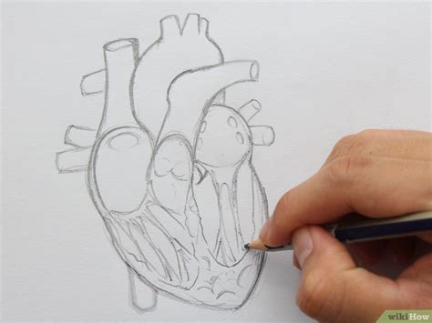 gambar anatomi jantung beserta keterangannya gudang gambar hd