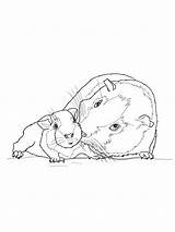 Guinea Pig Coloring Baby Pages Mother Printable Color Books Popular sketch template