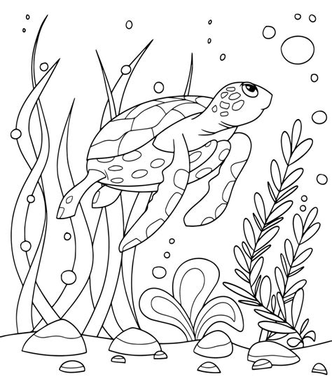 turtle coloring page   printable  coloring home