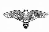 Falcon Coloring Wings Pages Bird Peregrine Widening Netart sketch template