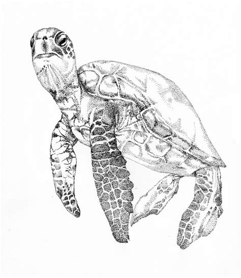 image result  turtle illustration sea turtle art sea turtle