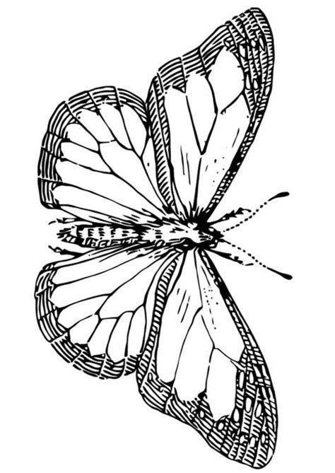 coloring page butterfly img  coloring pages simple butterfly