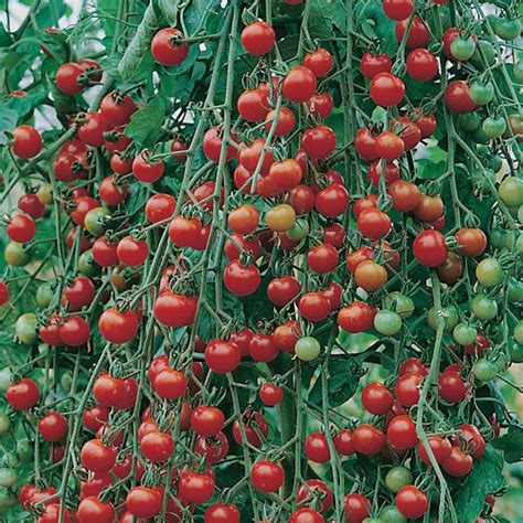 tomato cherry sweet million f1 tomato premier seeds direct ltd