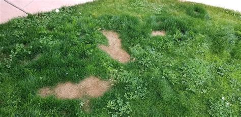 Dead Grass Patches In Winter Lawn Fungus Or Burns From