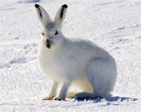 arctic hare wikipedia