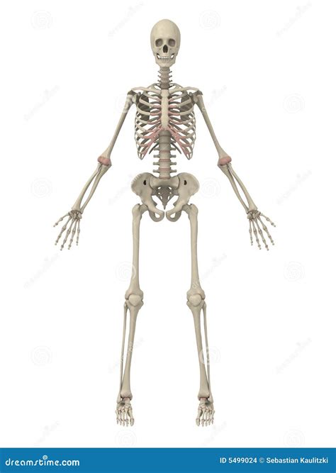human skeleton stock images image