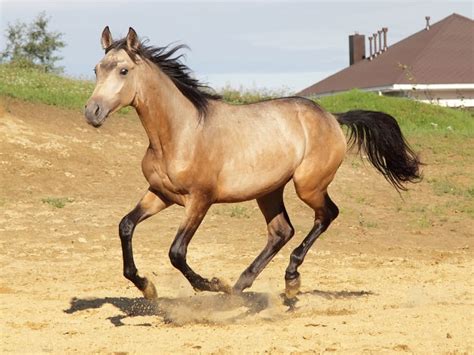 dun horse facts  pictures