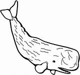 Sperm Wal Pottwal Capodoglio Stampare Colorir Desenhos Baleias Baleia Ballenas Animales Colorido sketch template