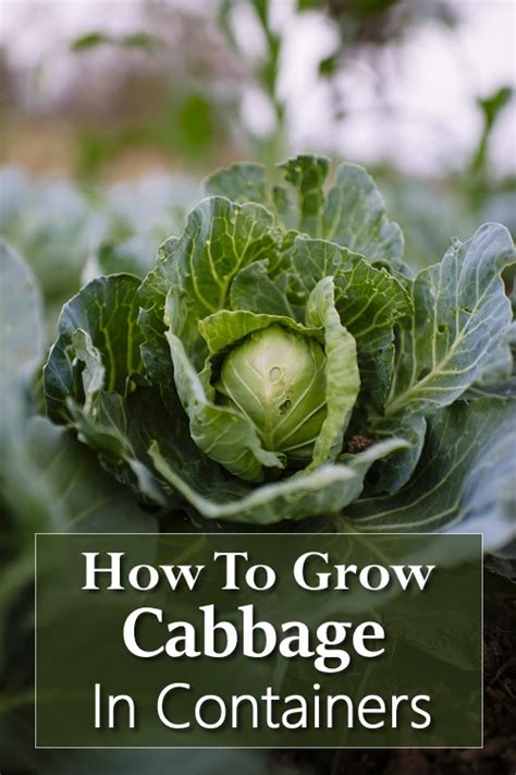 grow cabbage  pots