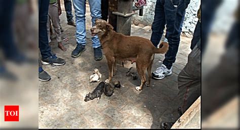 man bites dog  fines  rs  india news times  india
