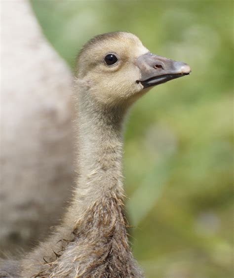 baby goose  svenart  deviantart