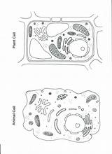 Cell Animal Plant Coloring Worksheet Color Cells Blank Worksheets Pages Science Diagram Printable Sheet Biology Drawing Kids Quiz Teaching Pulpbits sketch template