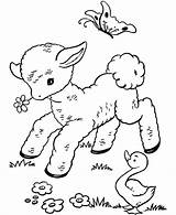 Lamb Coloring Mary Had Little Popular sketch template