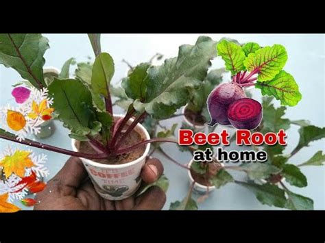 grow beet root  home youtube