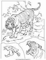 Tigre Colorare Disegno sketch template