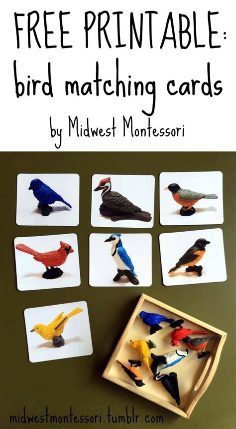 bird matching cards   printable montessori toddler activities