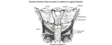 the viveve system offers better alternative to treat vaginal laxity