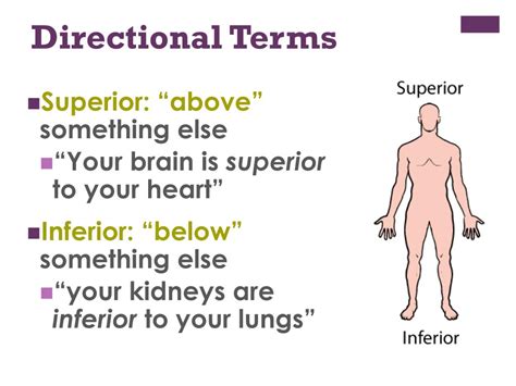 Ppt Anatomical Terms Powerpoint Presentation Free Download Id 3032560