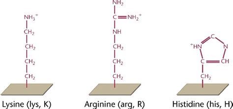 aminoacids polarbasichtml  aminoacids polarbasicjpg