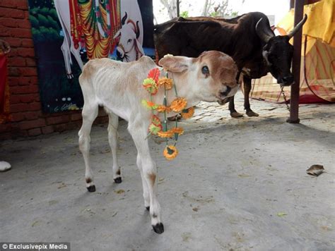 say what a cow with 5 mouths worshippers are confused trendmantra