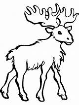 Moose sketch template