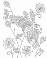 Coloring Rabbit Jack Pages Easter Colouring Book Animal Jackrabbit Color Therapy Bunny Adult Relaxing Animals Advanced 695px 35kb Getdrawings Drawing sketch template