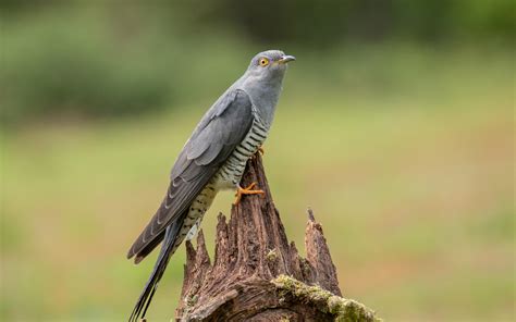 common cuckoo audubon field guide